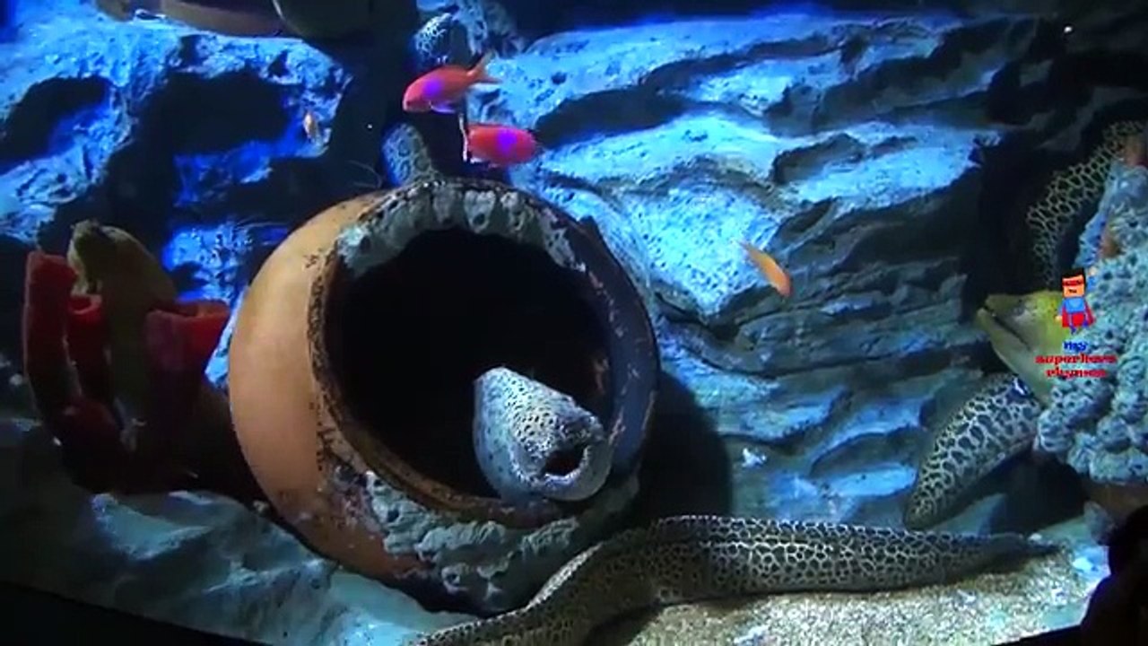 Learn Sea Animals + Water Animals Names and sounds | dRuLii TV for kids