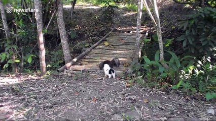 Adorable puppy plays with rescued otters
