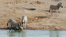 Zebra Fighting - Original - Latest Sightings Pty Ltd