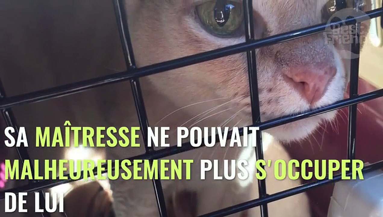 Abandonné dans un refuge, ce chat était malheureux jusqu’à ce qu’il fasse une rencontre totalement inattendue !