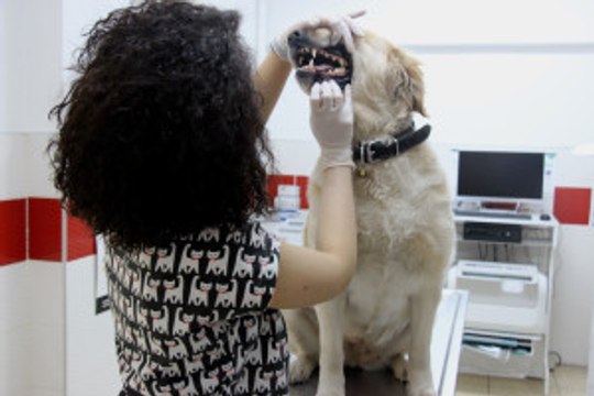 Evcil Hayvanlarda Erken Yaştaki Diş Kayıplarına Dikkat