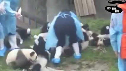 Funny And Cute Pandas Are Milking