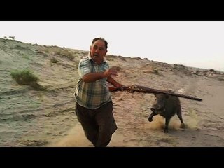 top 10 du  dangereux attaques des sangliers