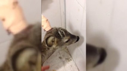 Yaralı Karaca Yavrusu Tedavi Edildi
