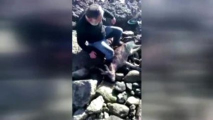Denize Düşen Yaralı Karacayı Kurtarıp Sırtında Taşıdı