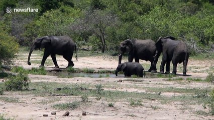 Baby elephant playing in water