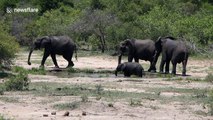 Baby elephant playing in water