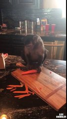 Un singe qui épluche des carottes