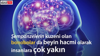 Bonobo maymunları ateşi buldu!