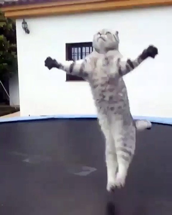 Funny Pets (2)
