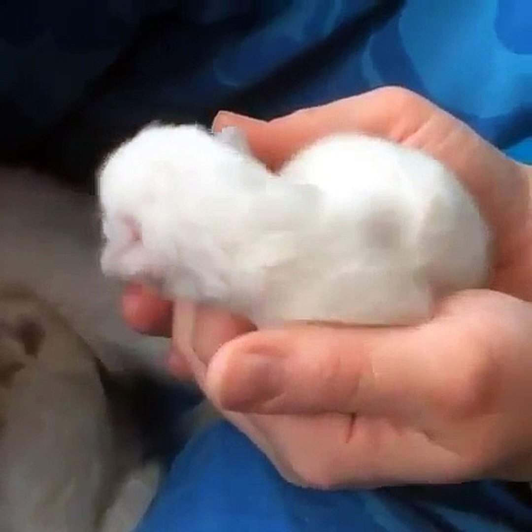 ⁣Funny pets (9)