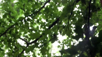 Gilles Roucaute – Un Cèdre sur le Toit [Jann Halexander / Cover]