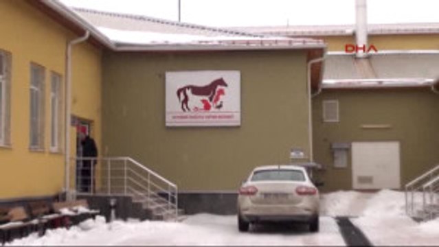 Sivas Diyaframı Yırtılan Kediye Ameliyat