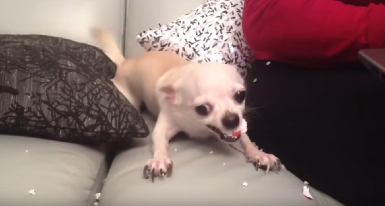 Adorable chien en colère !