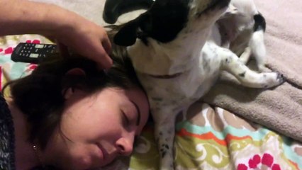 Ce chien adore se faire caresser !