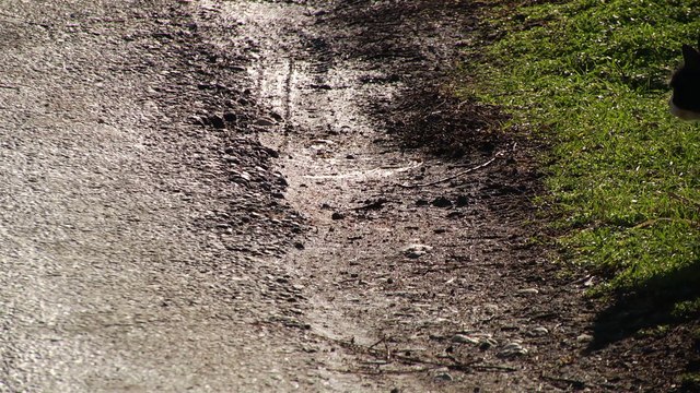 The domestic cat (Latin: Felis catus) is a small, typically furry, carnivorous mammal.