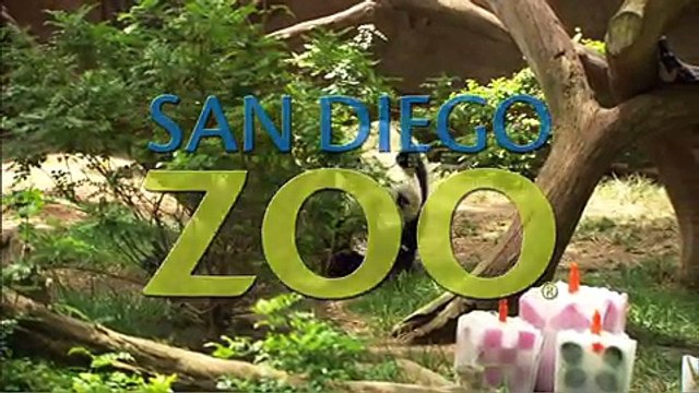 Zhen Zhens 3rd Birthday