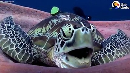 Le bâillement de cette tortue a emporté le monde entier