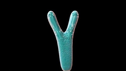 Antibodies - ANIMATED MEDICAL DICTIONARY