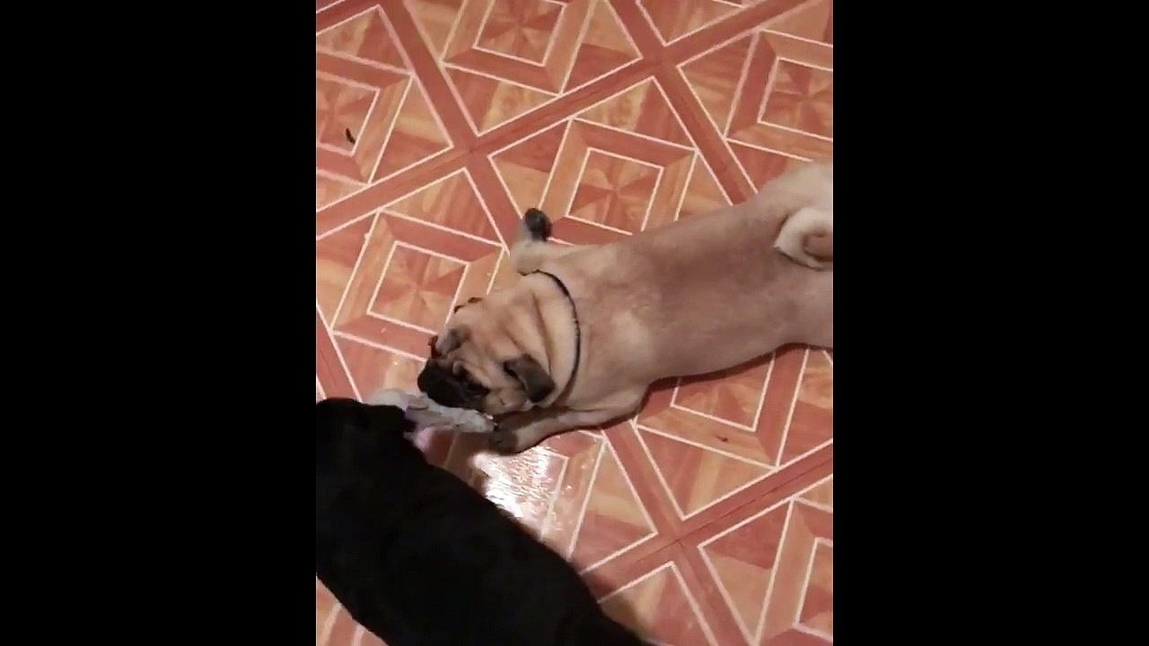 Il ne veut vraiment pas lâcher son jouet !