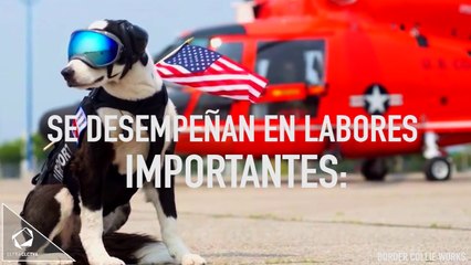 PERROS PROFESIONALES