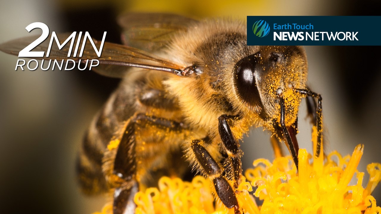 Honeybees go whoop, victory for vultures & a lion cub rescue