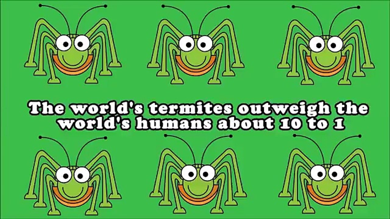 I Wonder Why Compilation - 25 Whys & Facts Video - Animated Educational Video For Kids