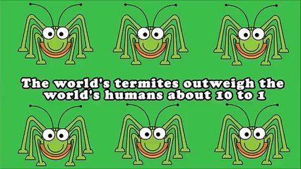 I Wonder Why Compilation - 25 Whys & Facts Video - Animated Educational Video For Kids