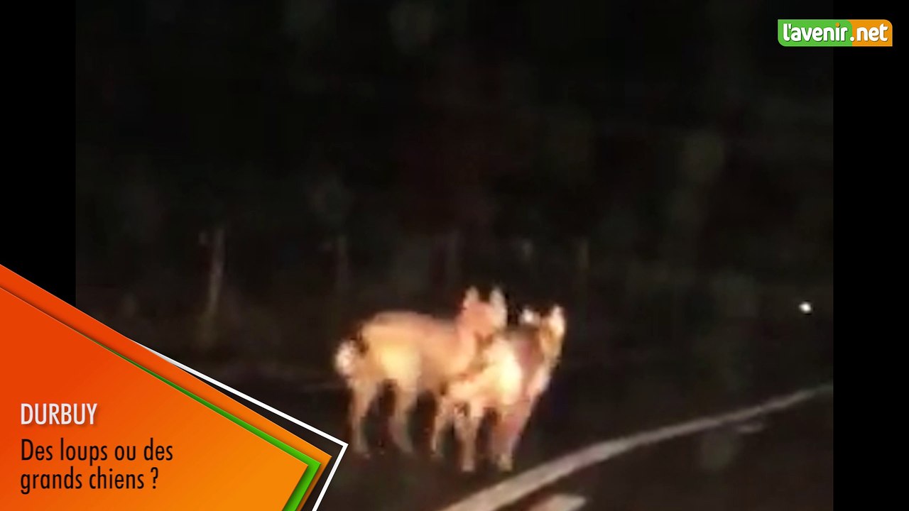 L'avenir - Des loups à Durbuy