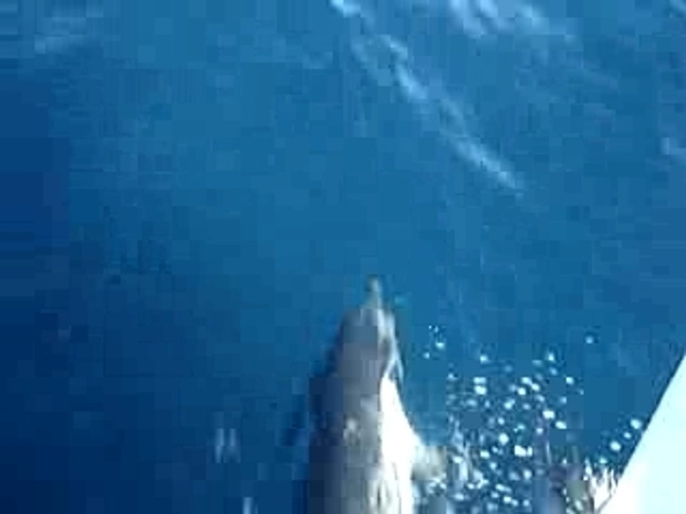 Dauphins