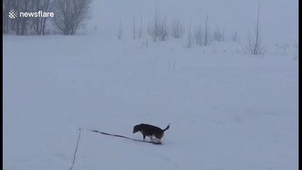 Dog repeatedly falls through snow in Canada