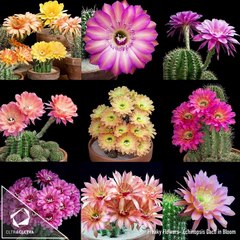 El Mexicano que crea música con Plantas