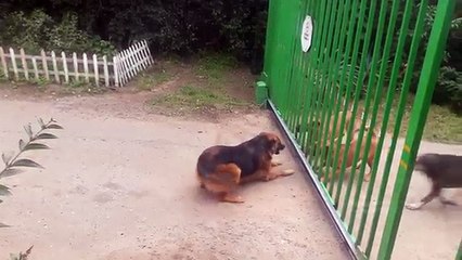 Des chiens se disputent à travers un portail entrain de s'ouvrir