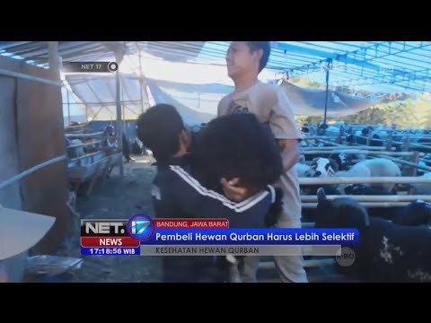Jelang Idul Adha banyak ditemukan hewan kurban tak layak di Medan - NET17
