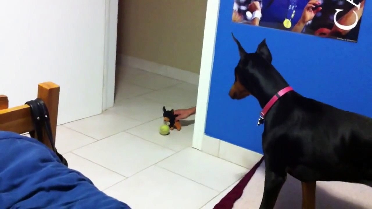 doberman se assustando kkk