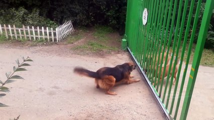 Des chiens pas très courageux !