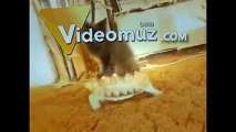 Funny Cat Videos 2014  - Komik Kedi Videoları www.videomuz.com