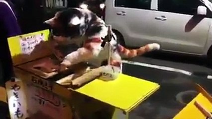 Is That A huge Cat Selling Fish ?
