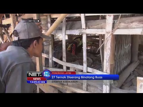 Puluhan hewan ternak milik warga di Lereng Gunung Ijo diserang binatang buas - NET12