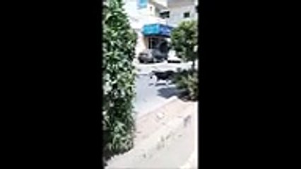 Dogi Runs Away with Kid