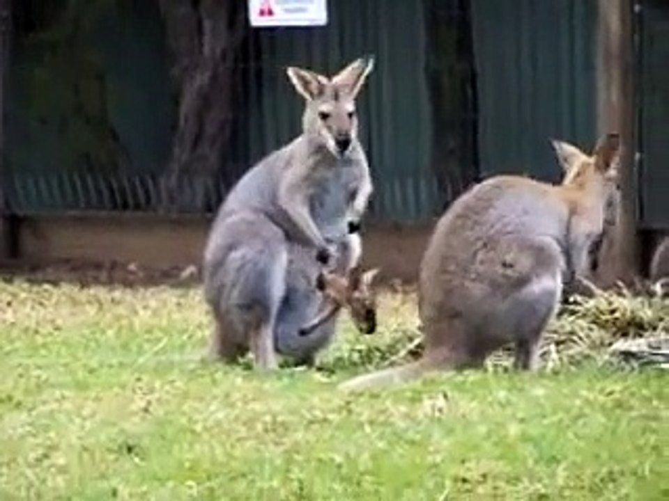 Yavru Kanguru lar sevimlilikleri ile göz dolduruyor ,izleyelim