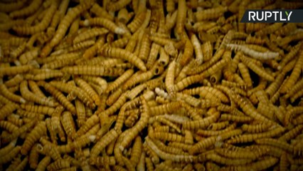 Prepare for Butterflies in Your Stomach With These Insect Delicacies