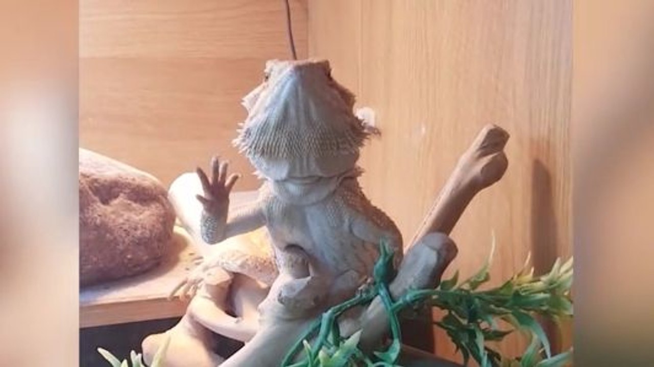 Un drôle de lézard fait un coucou à coucou !