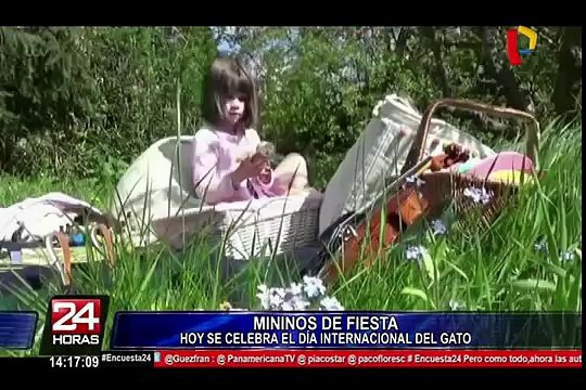 Día Internacional del Gato: razones por las que deberías tener esta mascota