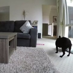 Bullmastiff rats out french bulldog for making a mess