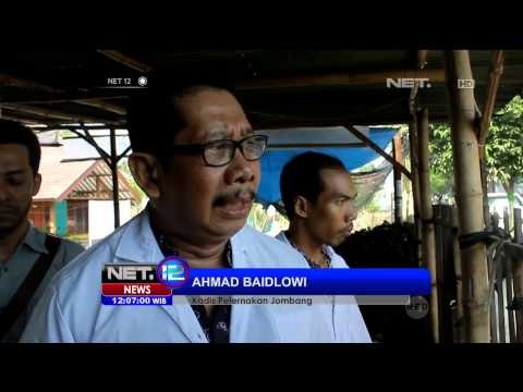 Puluhan Hewan Kurban di Indrawayu Tak Layak Konsumsi - NET12