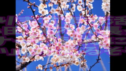 某貝長「私を信じてアンチの個人情報を頂戴！」