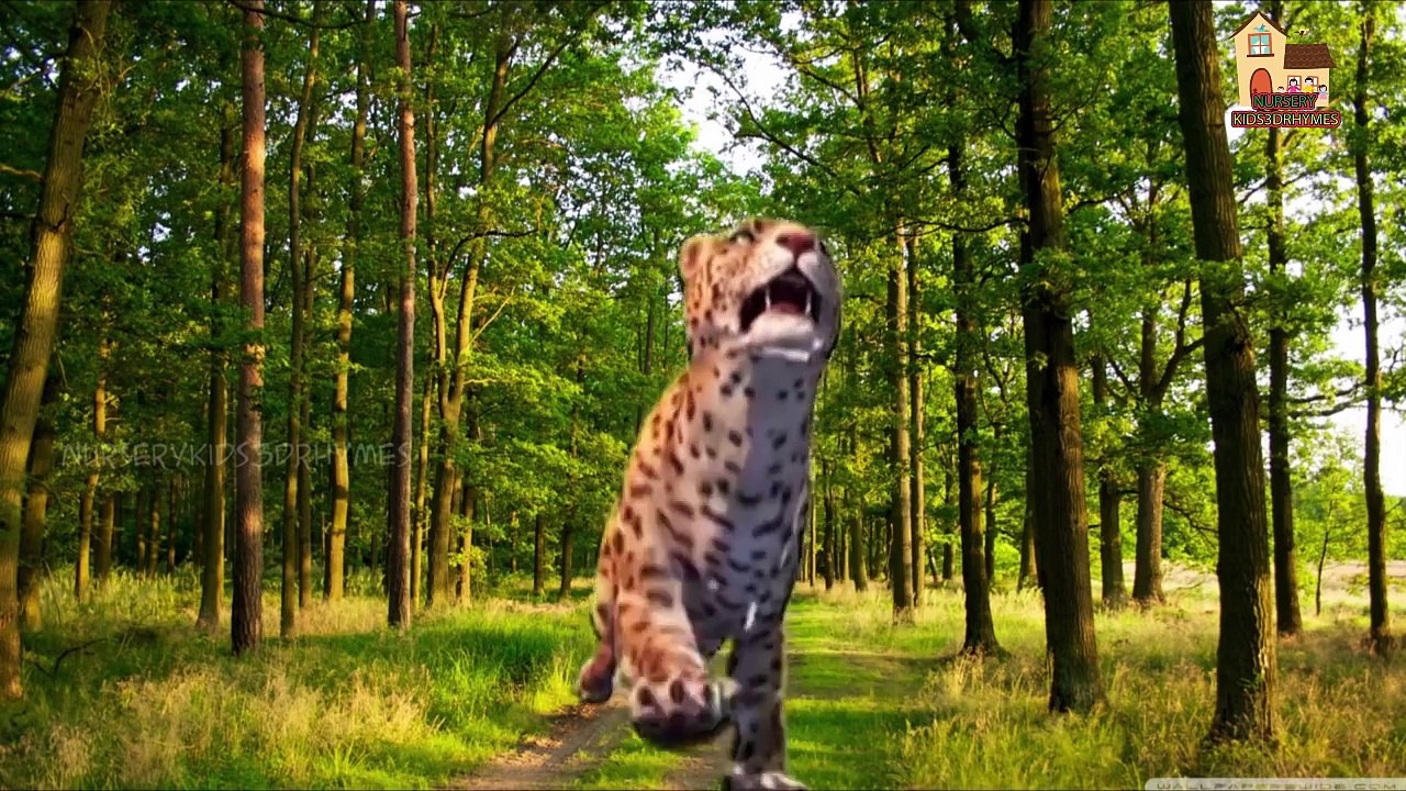Lion,Tiger,Cheetah Finger Family 3d animals animated English rhymes Collection 2 hours vid
