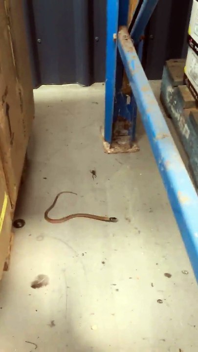 araigne vs serpent