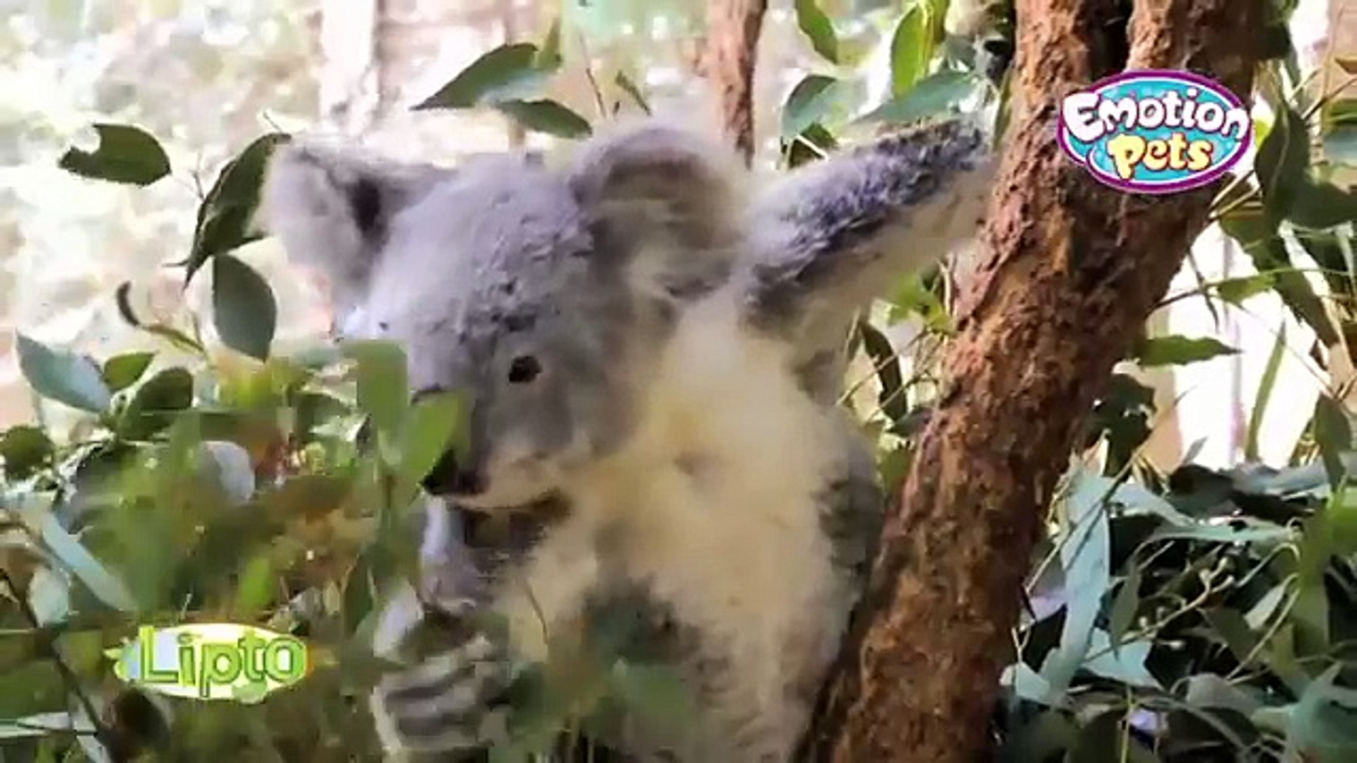 ⁣Giochi Preziosi - Emotion Pets Playfuls - Lipto The Koala Bear / Miś Koala - TV Toys